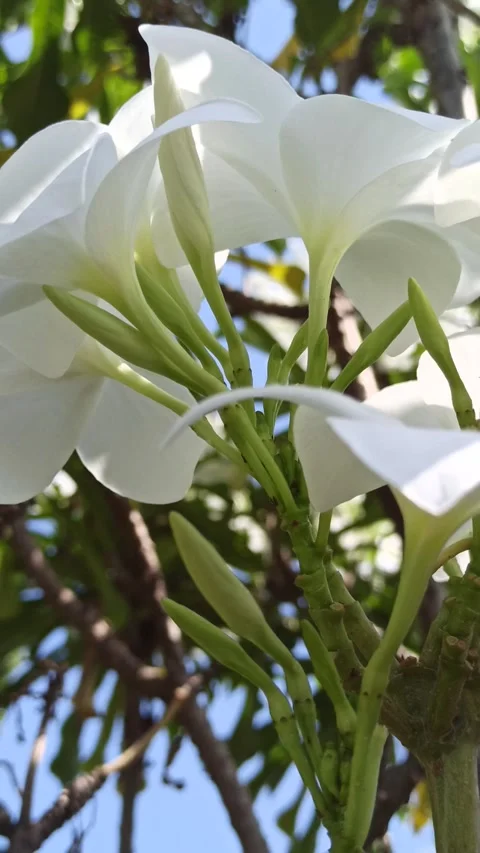 Frangipani Flower Video stock 276744804