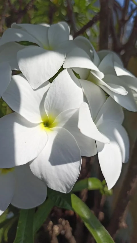 Frangipani Flower Stockbeeldmateriaal 276744839