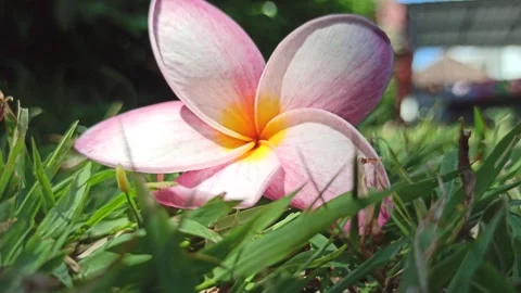 Frangipani Flower Stock Footage 276745146