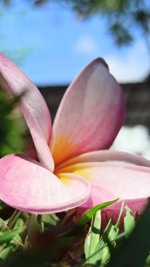 Frangipani Flower Video stock 276745171