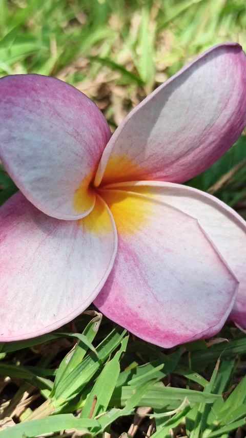 Frangipani Flower Video stock 276745174