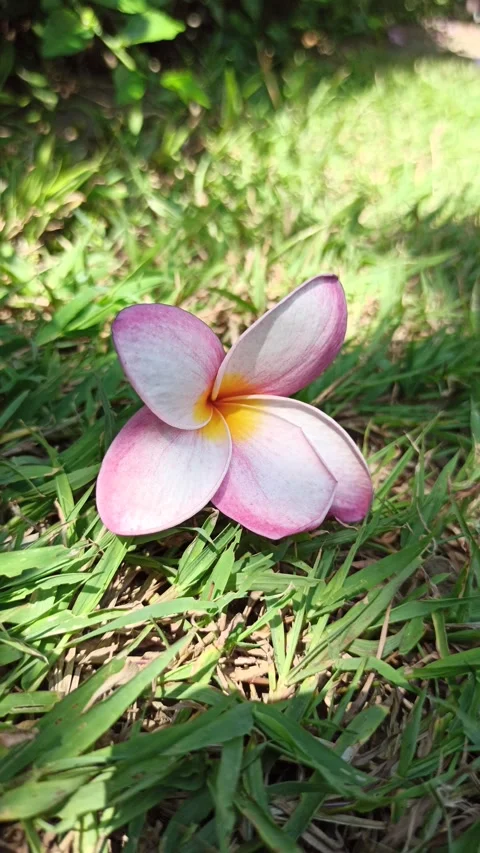 Frangipani Flower Video stock 276745190