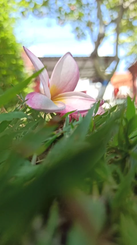 Frangipani Flower Video stock 276745191