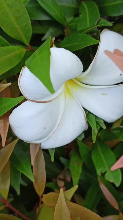 Frangipani Flower Video stock 276745320
