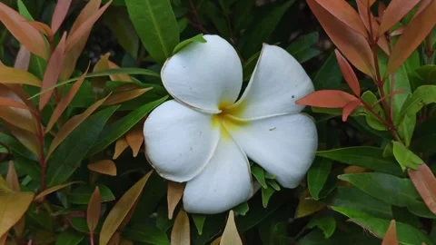Frangipani Flower Stock Footage 276745321
