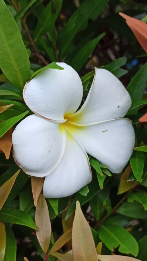 Frangipani Flower Video stock 276745325