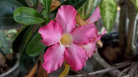 Frangipani Flower Stock-Footage 276745482