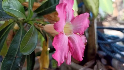 Frangipani Flower Stock-Footage 276745483