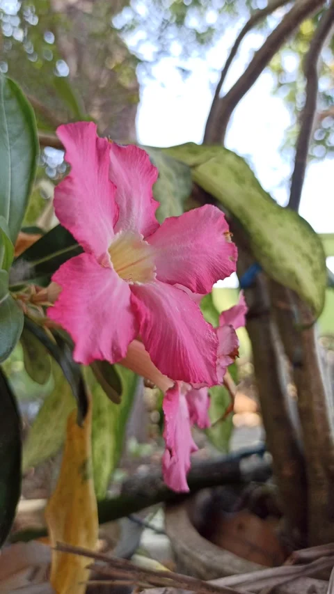 Frangipani Flower Video stock 276745484