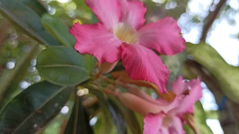 Frangipani Flower Stock Footage 276745492
