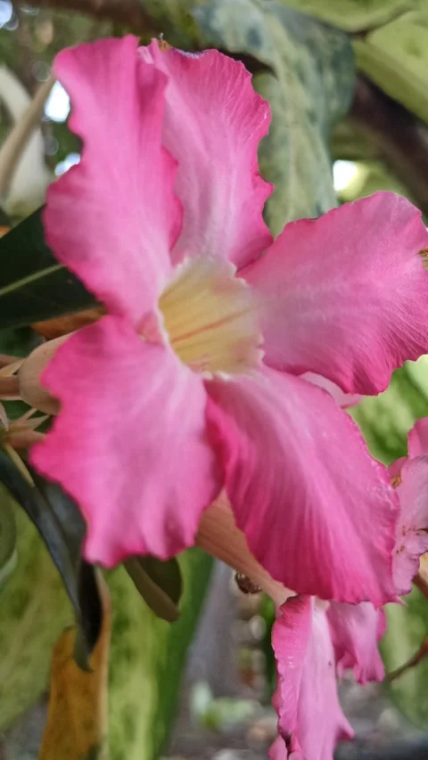 Frangipani Flower Stock Footage 276745499