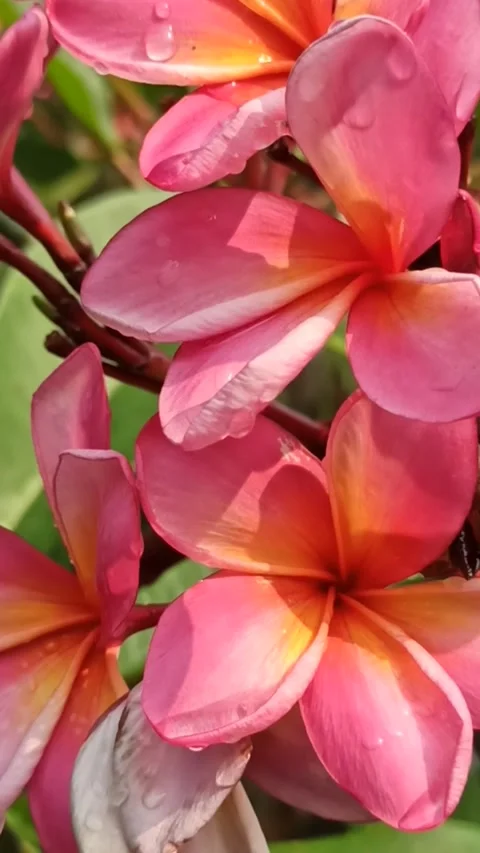 Frangipani flower Video stock 277477804