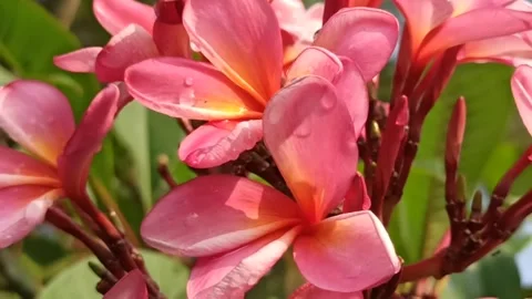 Frangipani flower Video stock 277477828