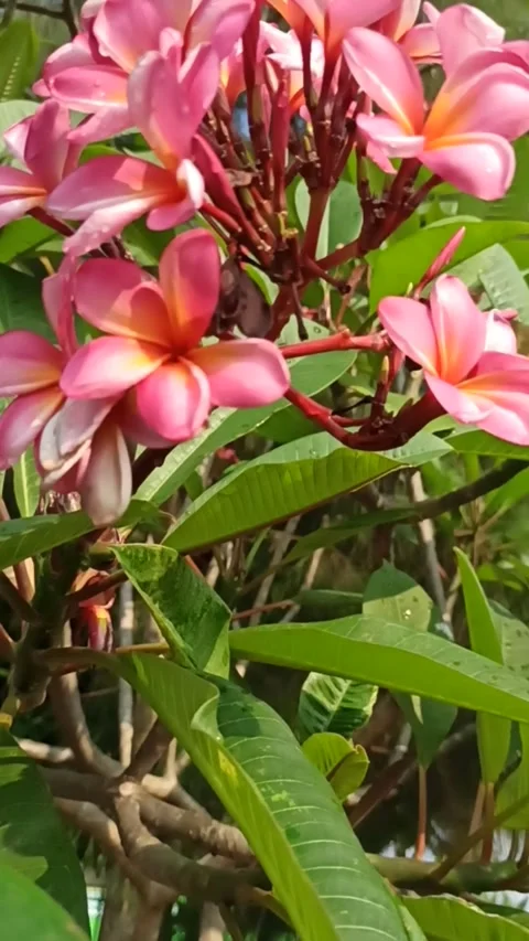 Frangipani flower Video stock 277477836