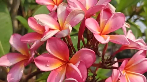 Frangipani flower Video stock 277477838