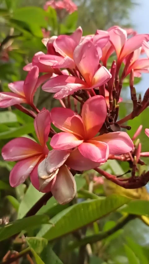 Frangipani flower Video stock 277477844