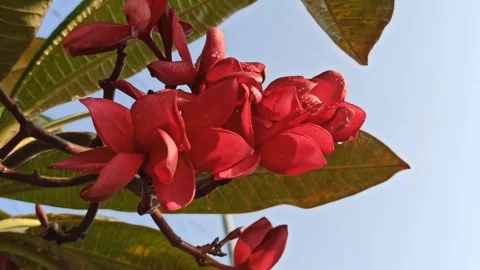 Frangipani Flower Stock Footage 279528985