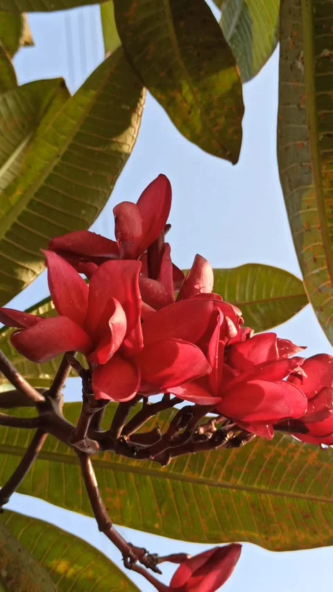 Frangipani Flower Stock-Footage 279528994