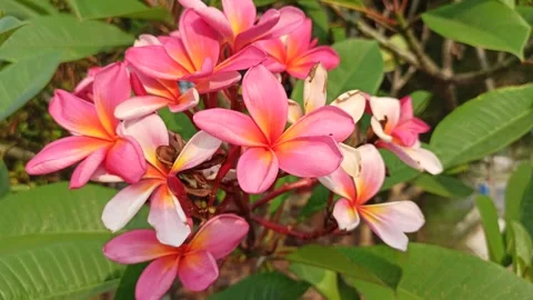 Frangipani Flower Stock Footage 279549104