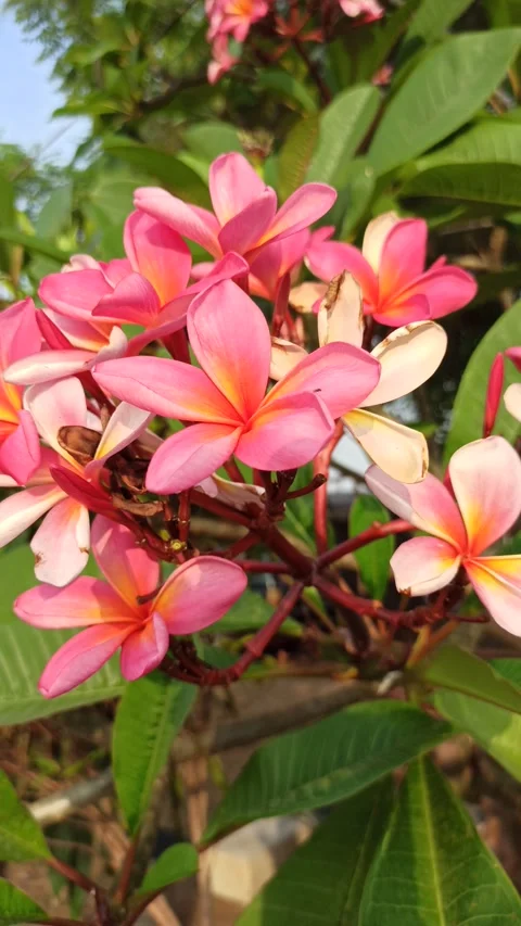 Frangipani Flower Video stock 279549105