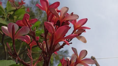 Frangipani Flower Video stock 279549131