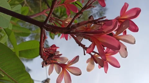Frangipani Flower Video stock 279549180