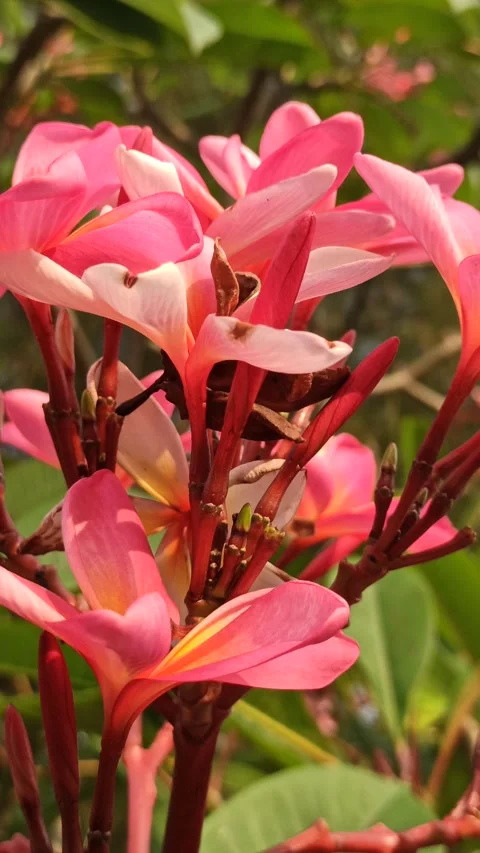 Frangipani Flower Video stock 279549183