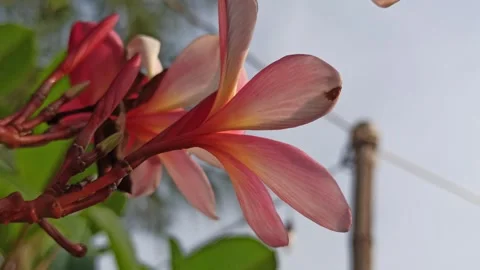 Frangipani Flower Video stock 279549221