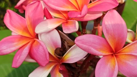 Frangipani Flower Video stock 279549222