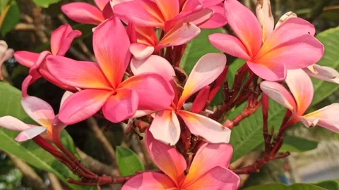 Frangipani Flower Video stock 279549223