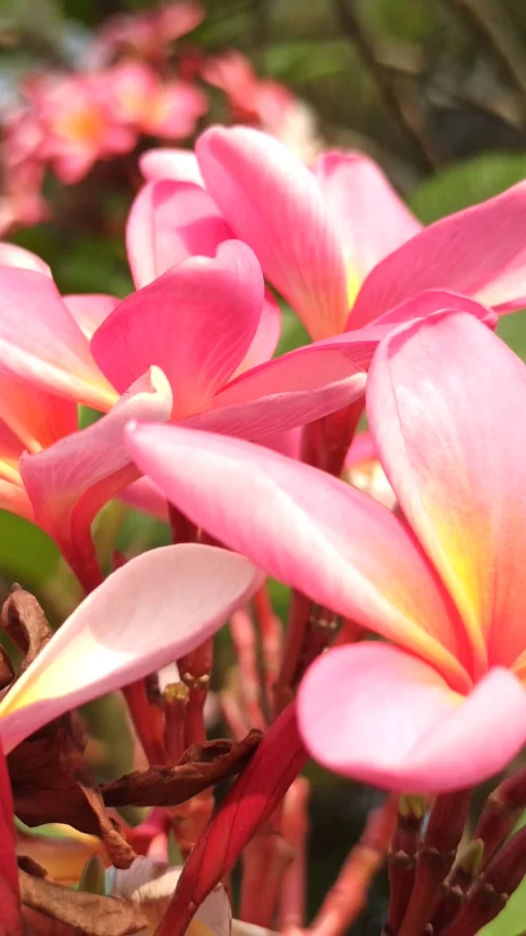 Frangipani Flower Stock Footage 279549257