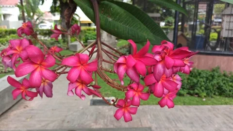 Frangipani Flower Video stock 279549747