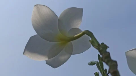 Frangipani Flower Stock Footage 280957201