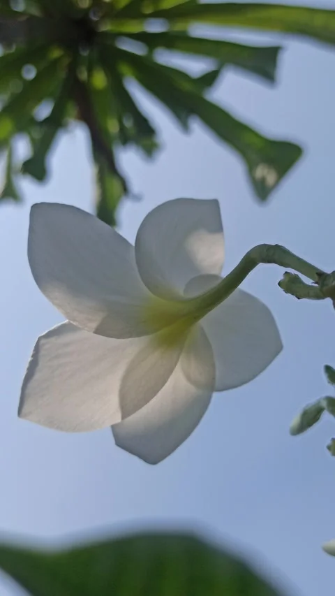 Frangipani Flower Stock-Footage 280957215