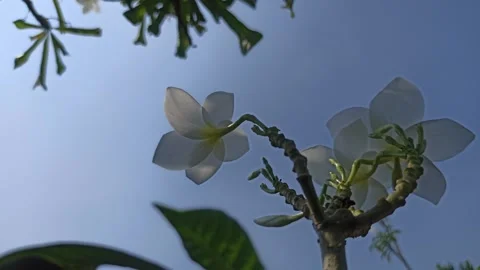 Frangipani Flower Stock Footage 280957382