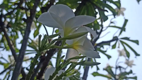 Frangipani Flower Video stock 280957386