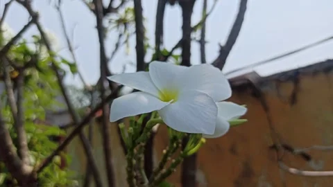 Frangipani Flower Stock-Footage 280957394