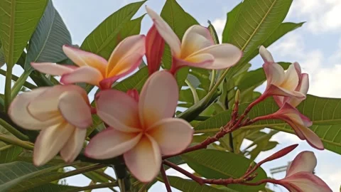 Frangipani Flower Video stock 281046067