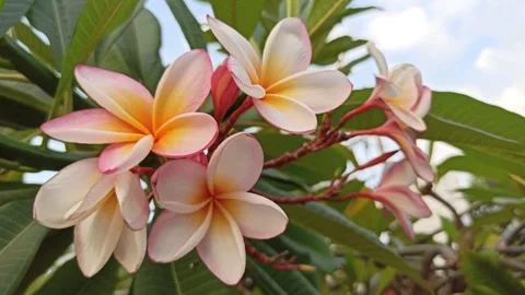 Frangipani Flower Video stock 281046068