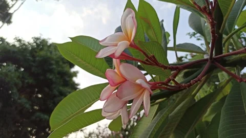 Frangipani Flower Stock-Footage 281046071
