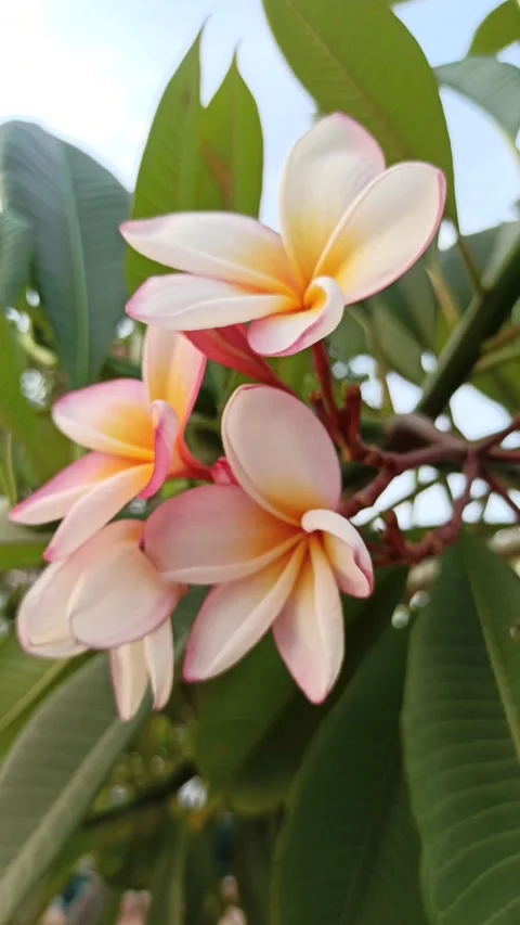 Frangipani Flower Stock Footage 281046100