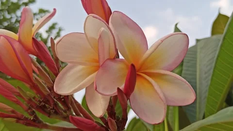 Frangipani Flower Stock Footage 281046104