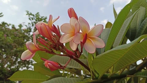 Frangipani Flower Stock Footage 281046125