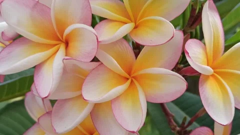 Frangipani Flower Video stock 281046127