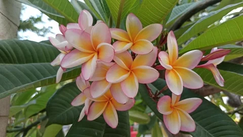 Frangipani Flower Stock-Footage 281046128