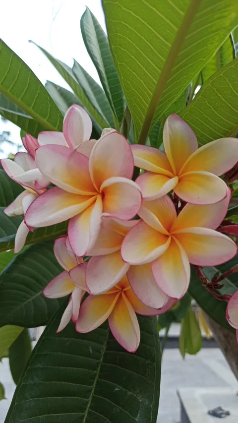 Frangipani Flower Video stock 281046177