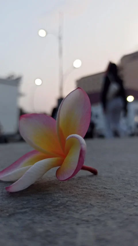 Frangipani Flower Stock-Footage 281046238