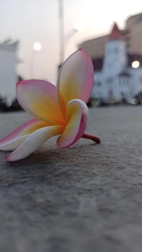 Frangipani Flower Video stock 281046244