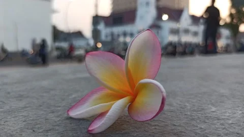 Frangipani Flower Video stock 281046261