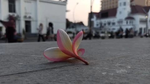 Frangipani Flower Stock Footage 281092975